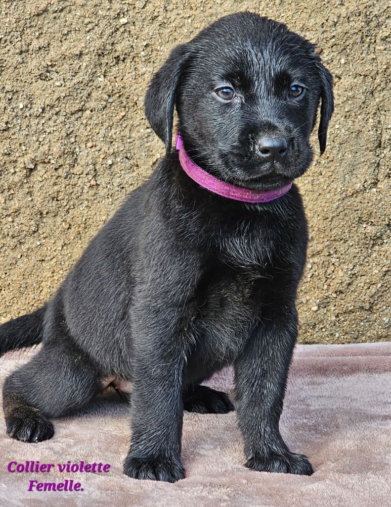 De La Vallée Caelestis - Chiot disponible  - Labrador Retriever