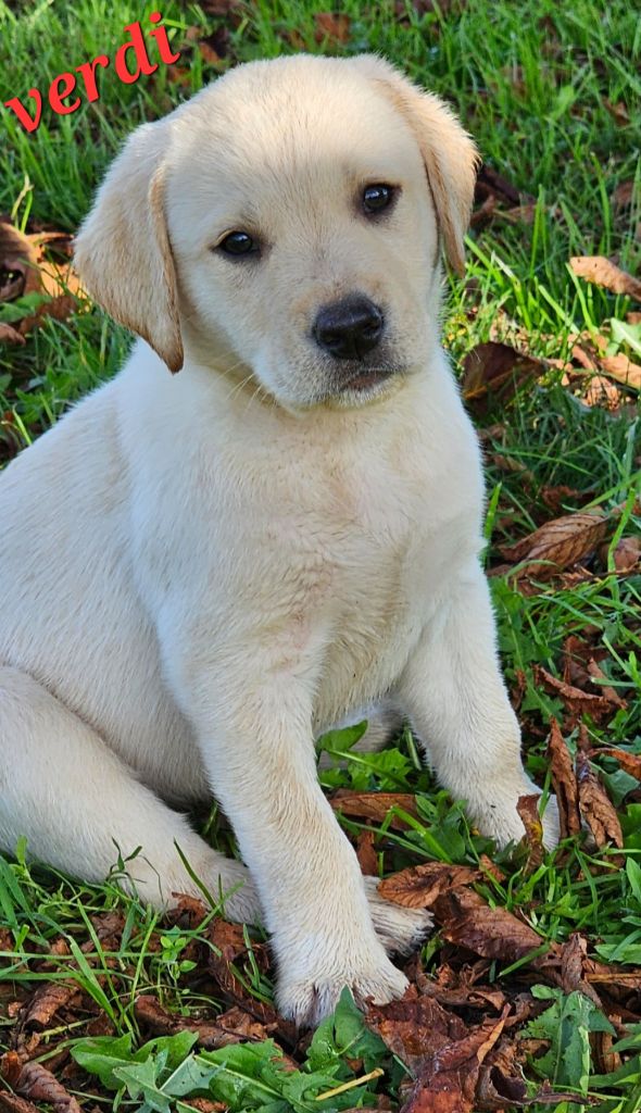 De La Vallée Caelestis - Chiot disponible  - Labrador Retriever