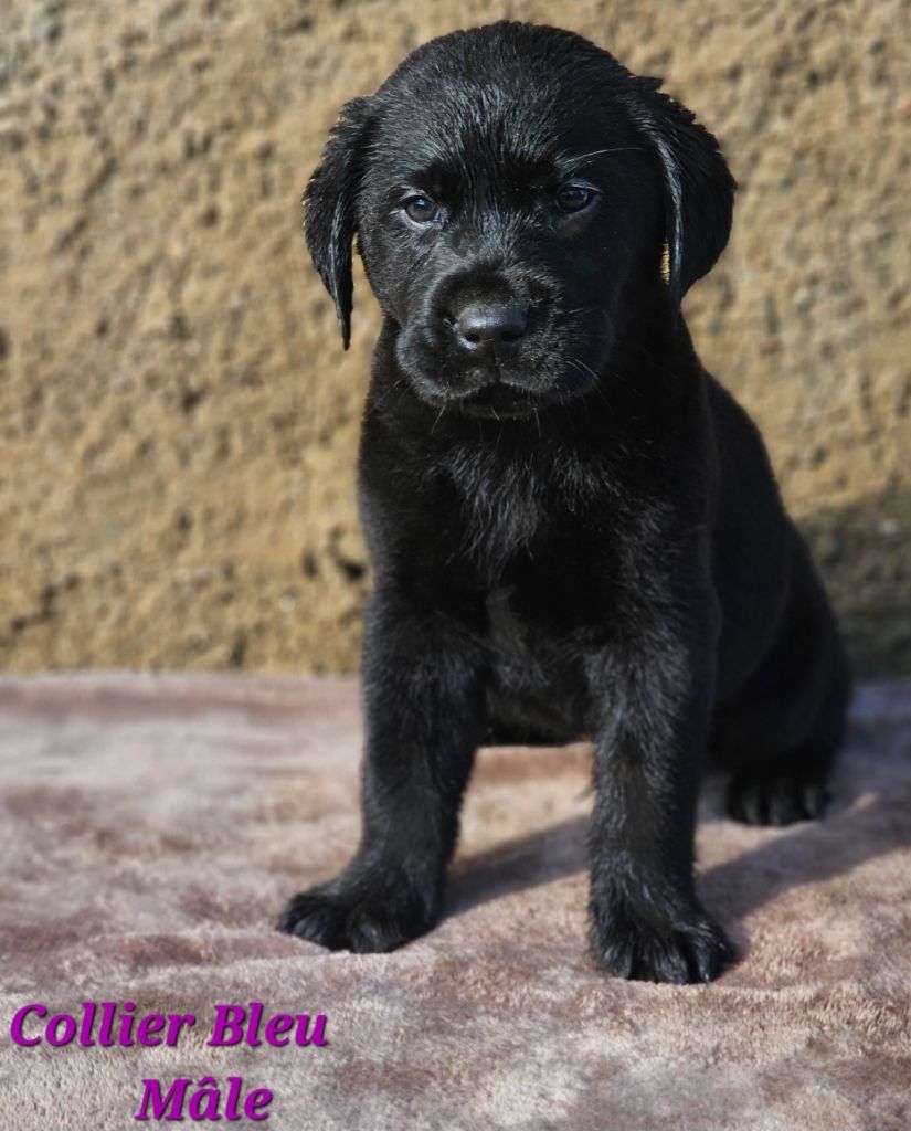 De La Vallée Caelestis - Chiot disponible  - Labrador Retriever