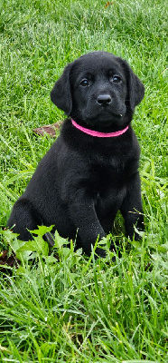 De La Vallée Caelestis - Labrador Retriever - Portée née le 01/10/2024