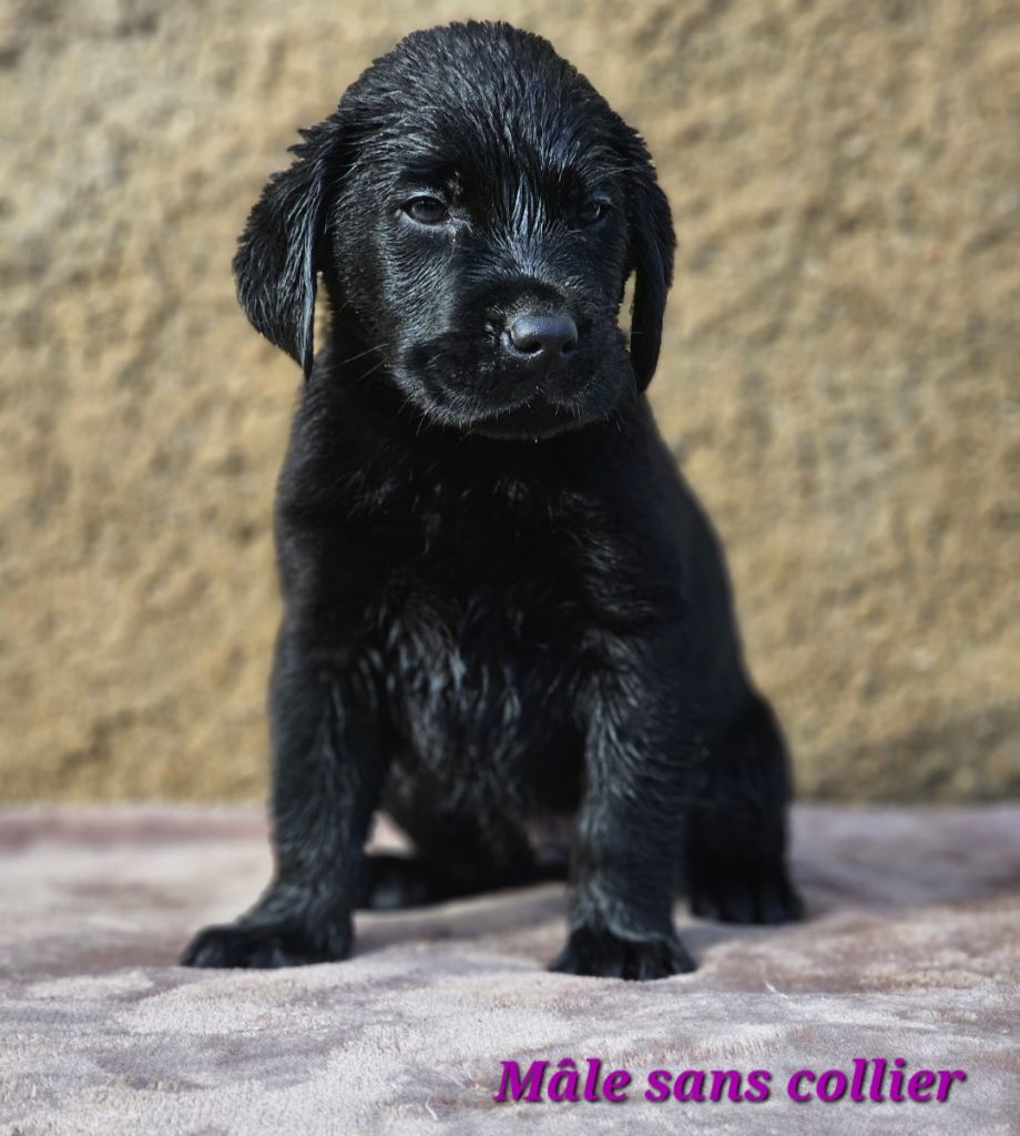 De La Vallée Caelestis - Chiot disponible  - Labrador Retriever