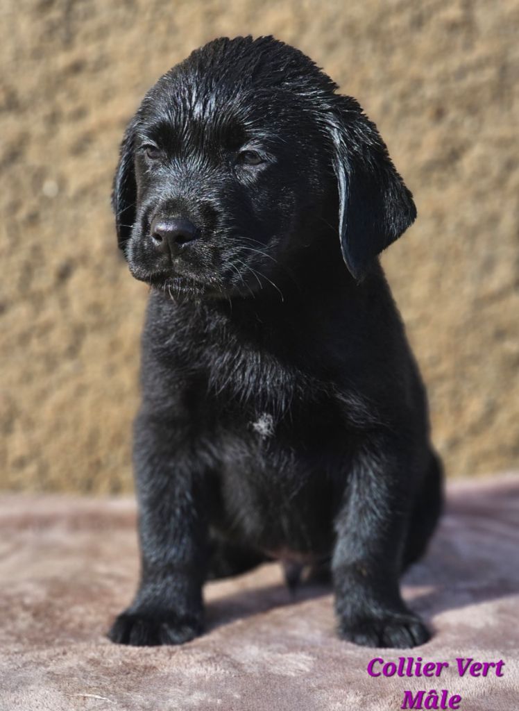 De La Vallée Caelestis - Chiot disponible  - Labrador Retriever