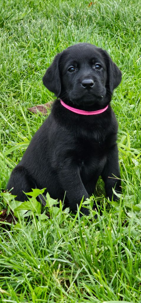 chiot Labrador Retriever De La Vallée Caelestis