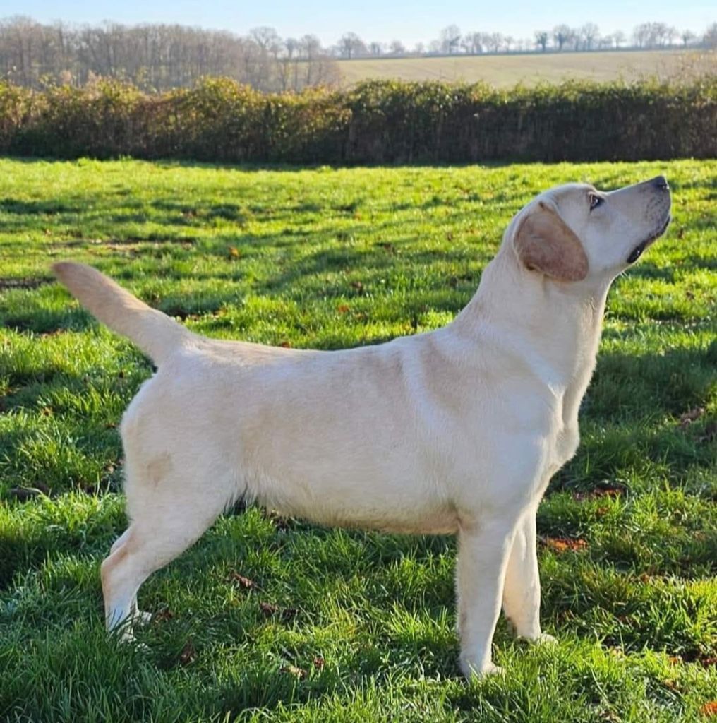Umie De La Vallée Caelestis