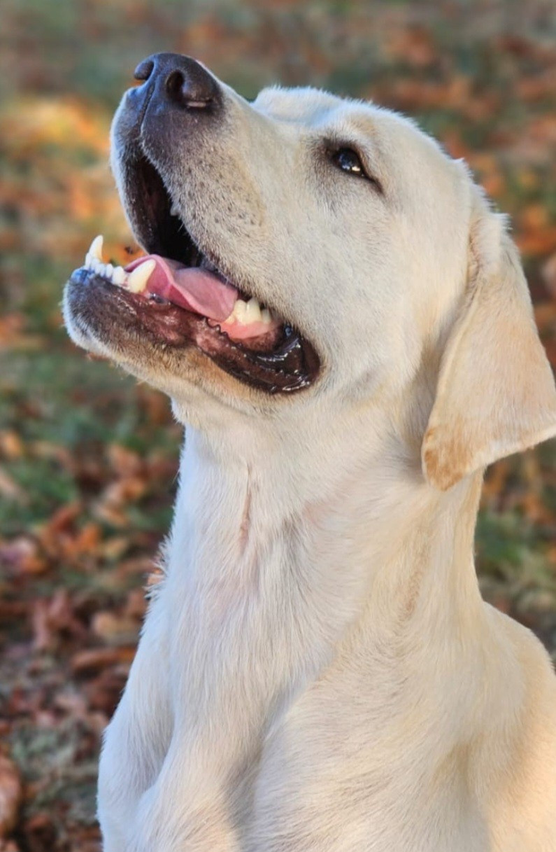 Umielle De La Vallée Caelestis