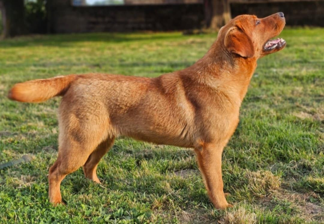 Vasthi Des Galets De L'Estran