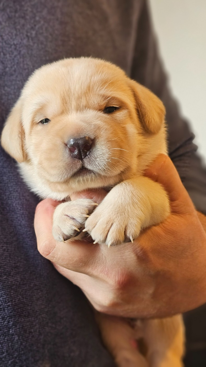 Chiots Sables Lof disponible!