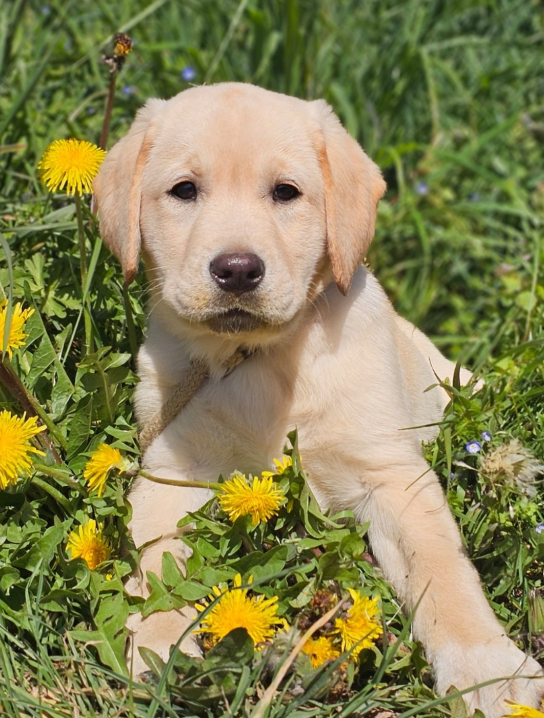 Femelle sable Lof Disponible !