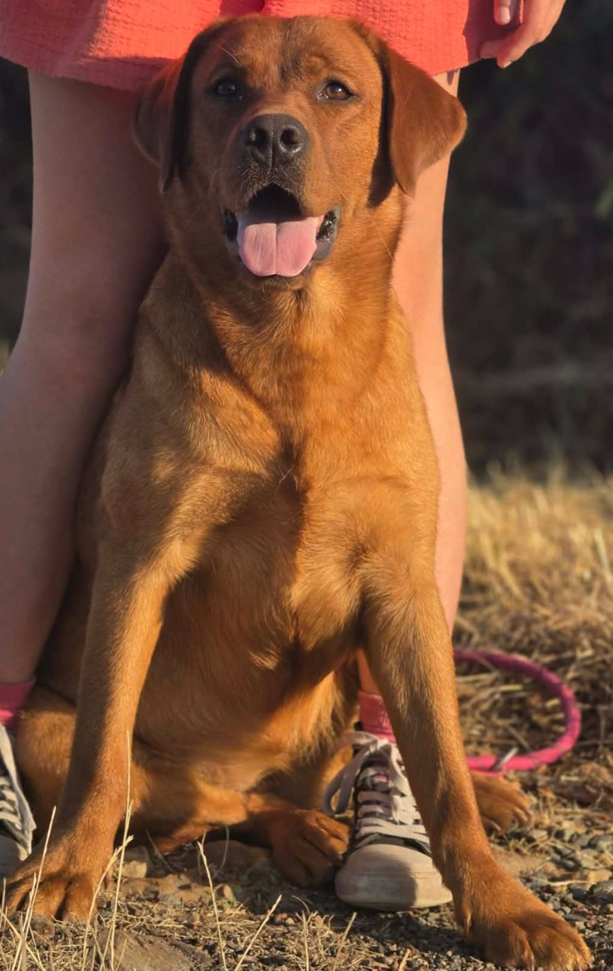 Jolie Chienne (2 ans) Disponible à l'adoption ! Labrador Red Fox