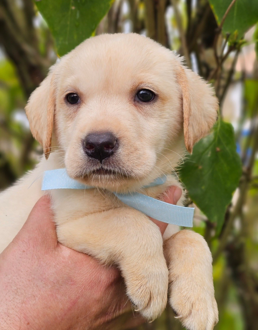 De La Vallée Caelestis - Chiots disponibles - Labrador Retriever