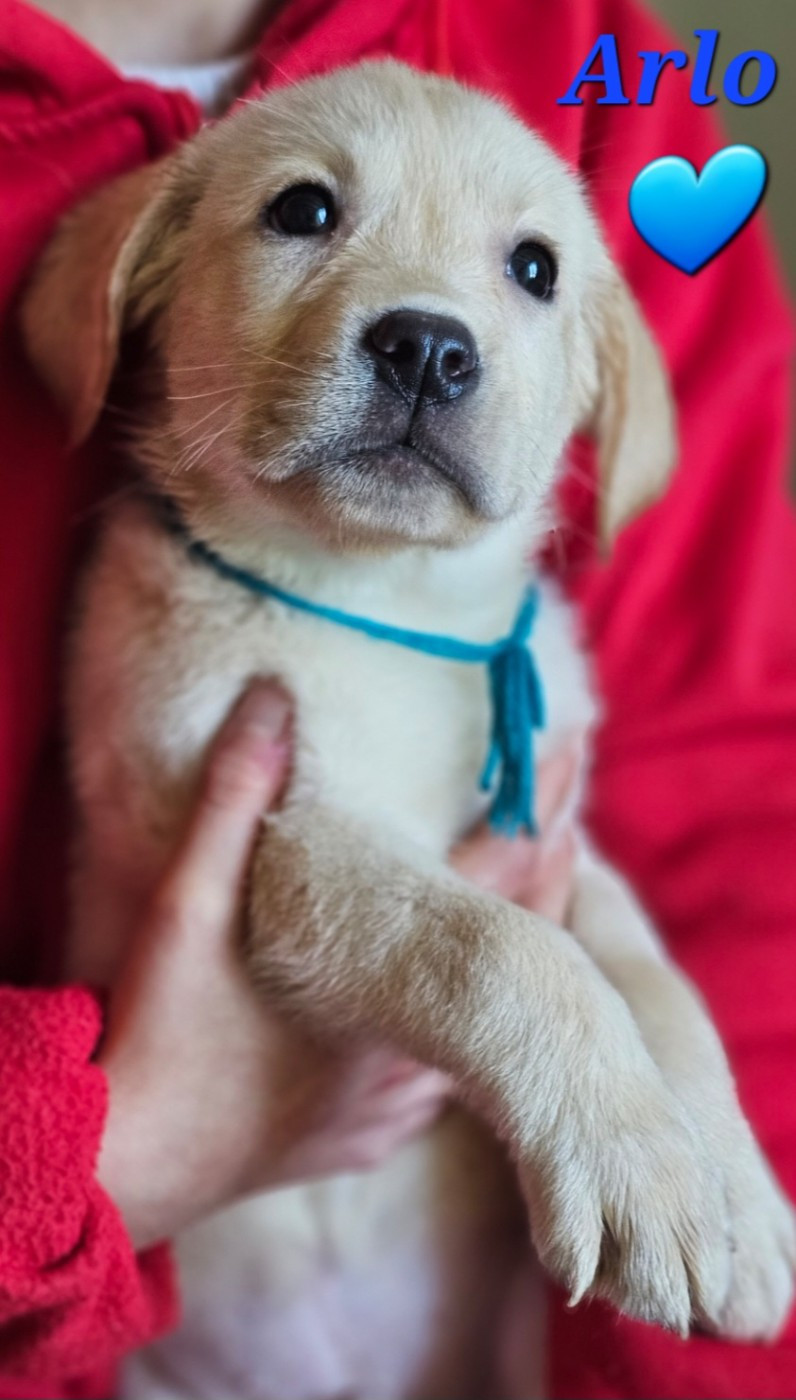 De La Vallée Caelestis - Chiots disponibles - Labrador Retriever