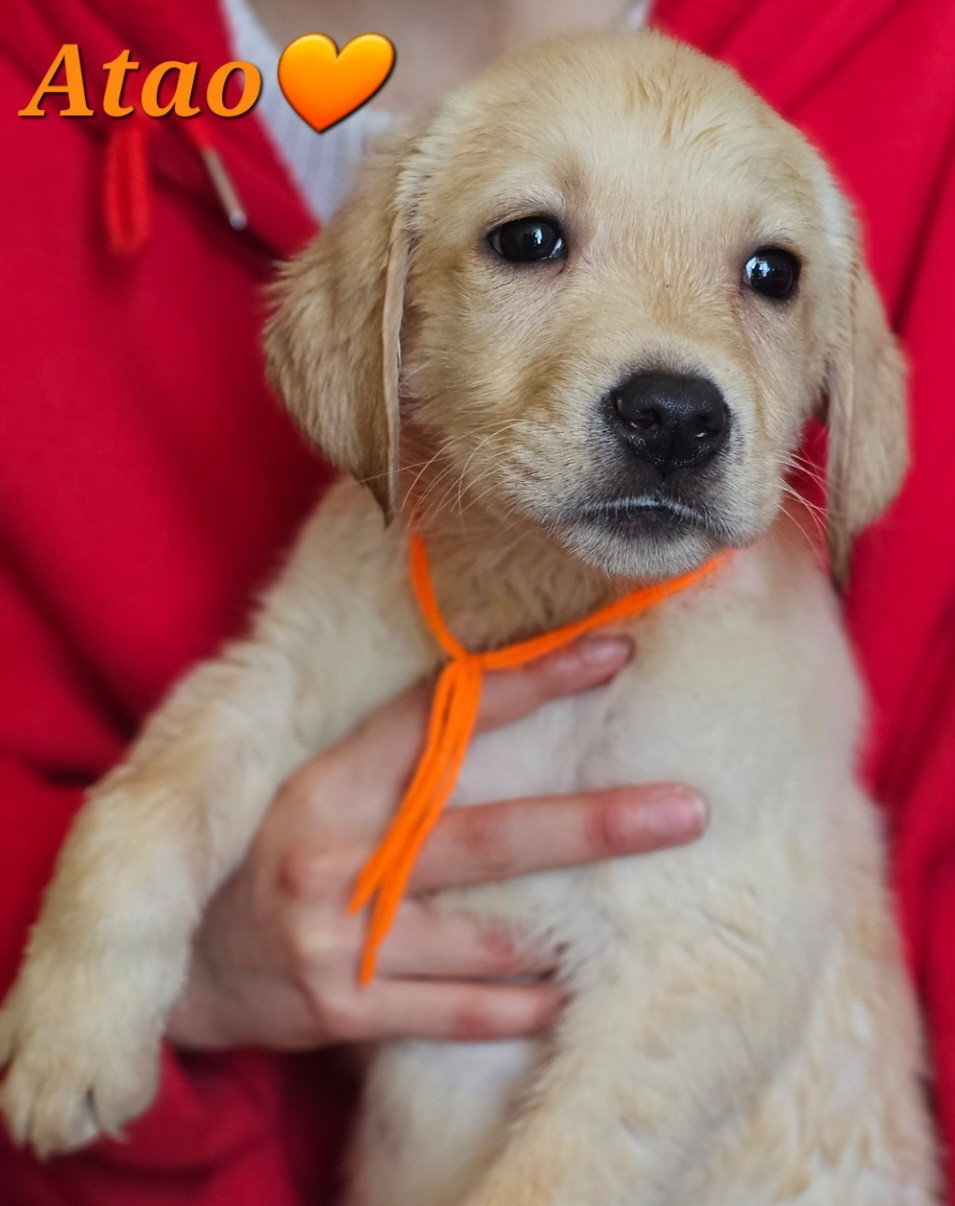 De La Vallée Caelestis - Chiots disponibles - Labrador Retriever
