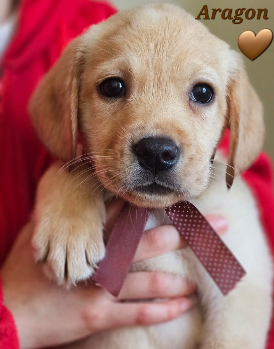 De La Vallée Caelestis - Chiots disponibles - Labrador Retriever