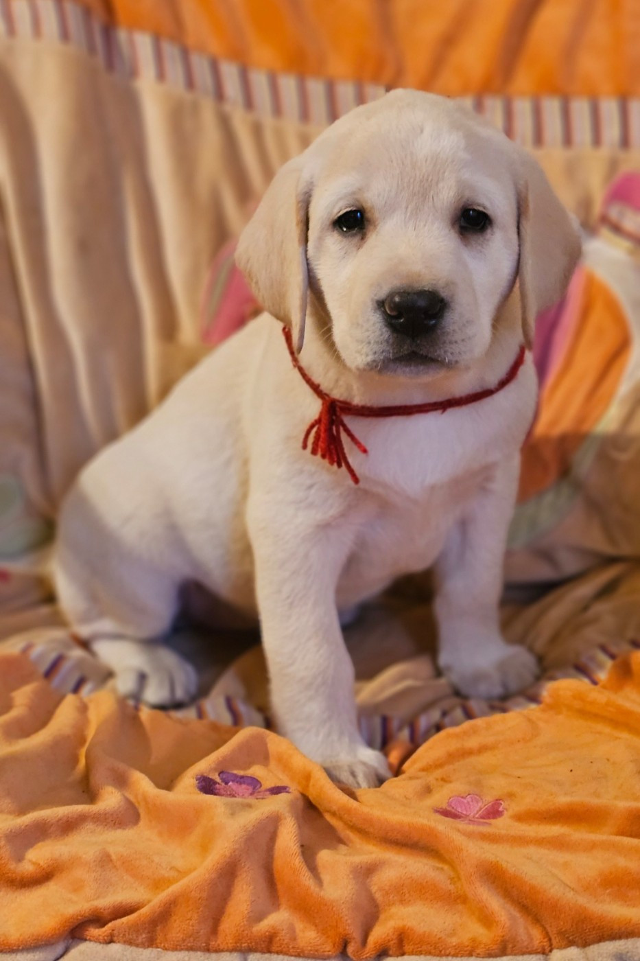 De La Vallée Caelestis - Chiots disponibles - Labrador Retriever