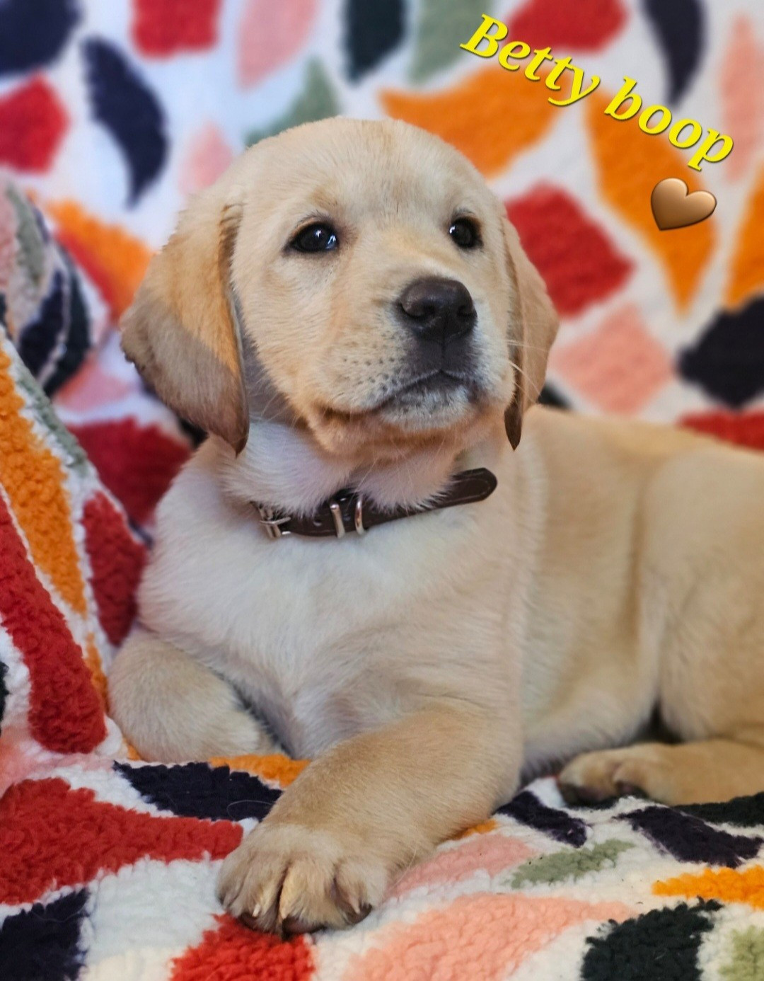 De La Vallée Caelestis - Chiots disponibles - Labrador Retriever