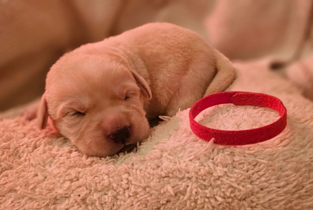 De La Vallée Caelestis - Chiots disponibles - Labrador Retriever