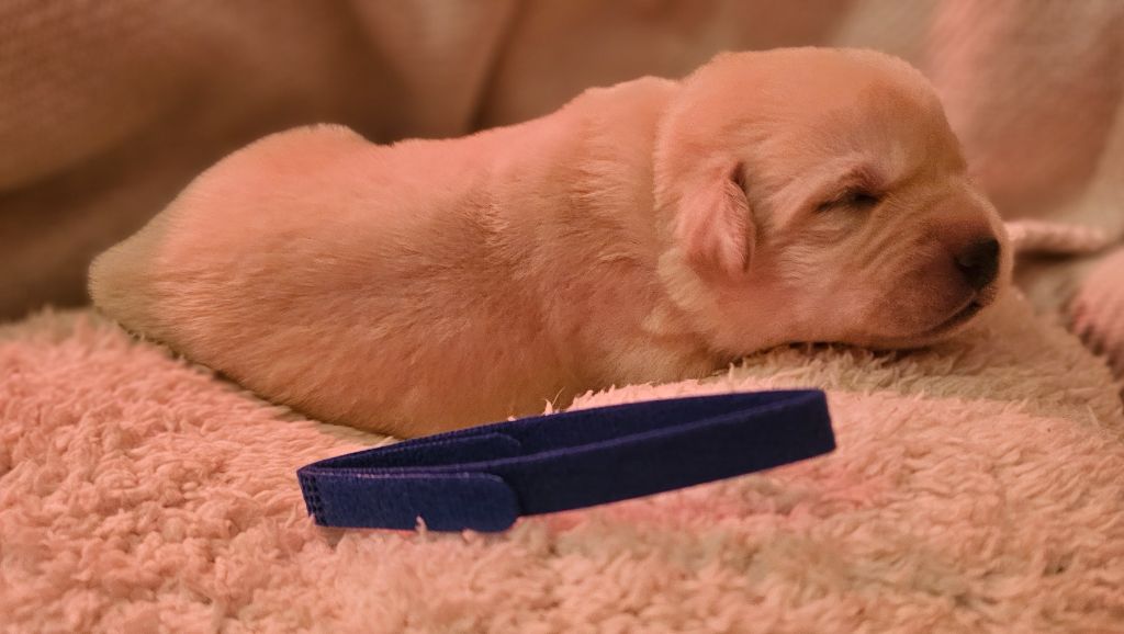 De La Vallée Caelestis - Chiots disponibles - Labrador Retriever
