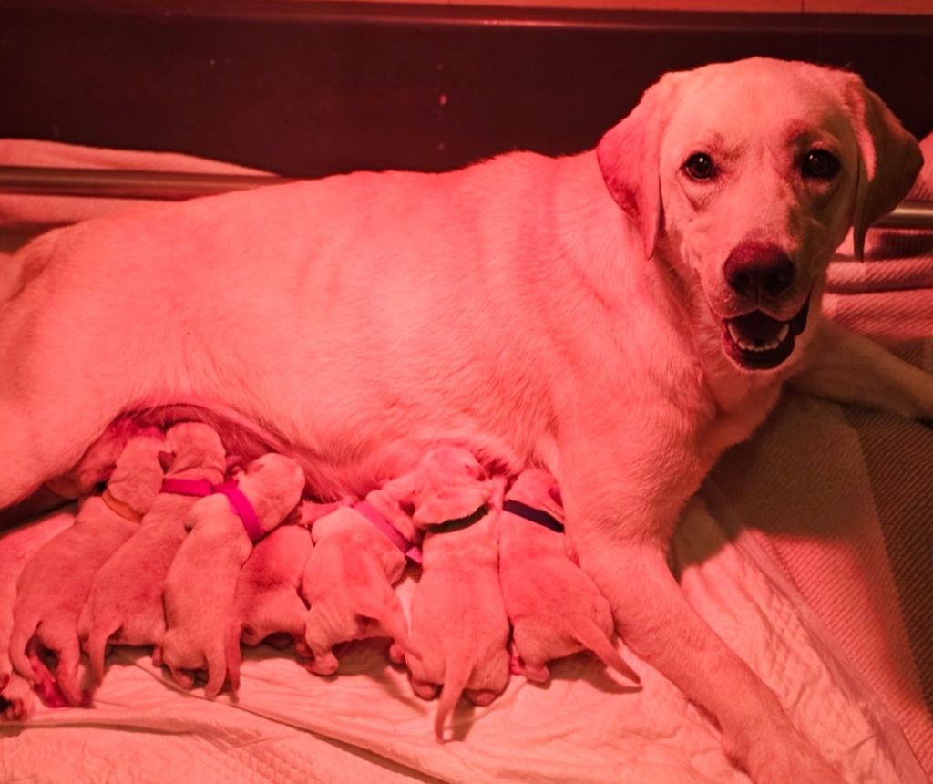 De La Vallée Caelestis - Labrador Retriever - Portée née le 06/10/2025