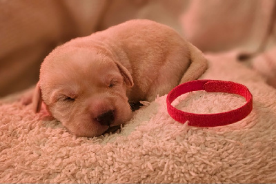 CHIOT 1
