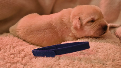 CHIOT 2