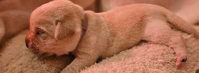 CHIOT 7