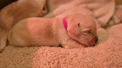CHIOT 8
