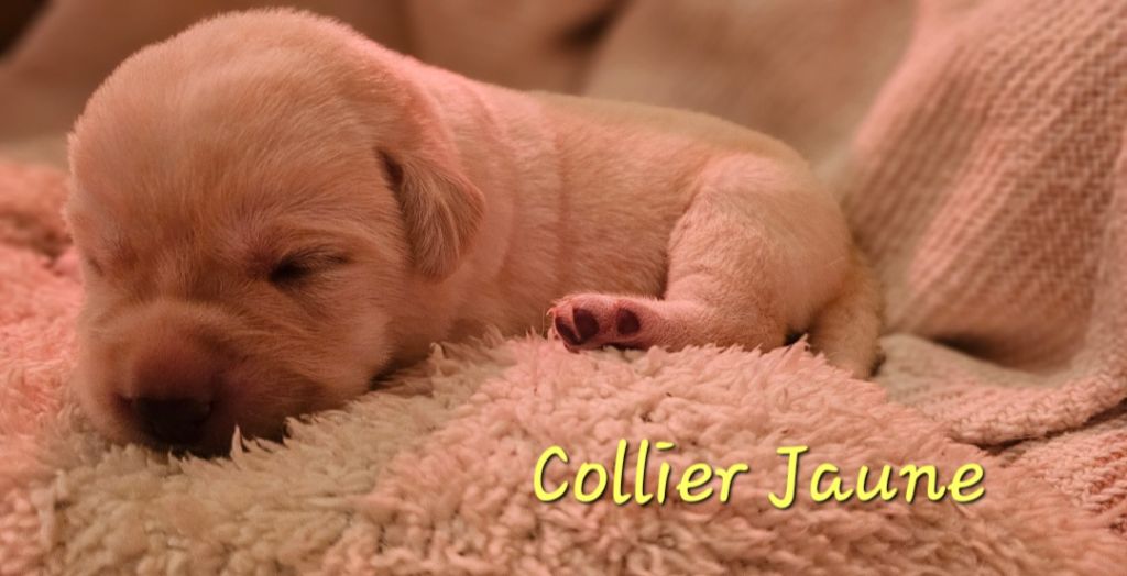 De La Vallée Caelestis - Chiots disponibles - Labrador Retriever