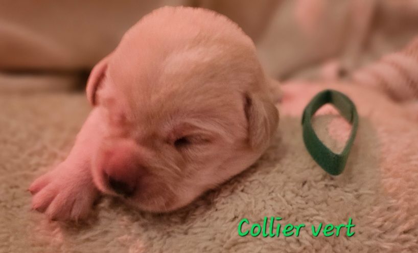 De La Vallée Caelestis - Chiots disponibles - Labrador Retriever