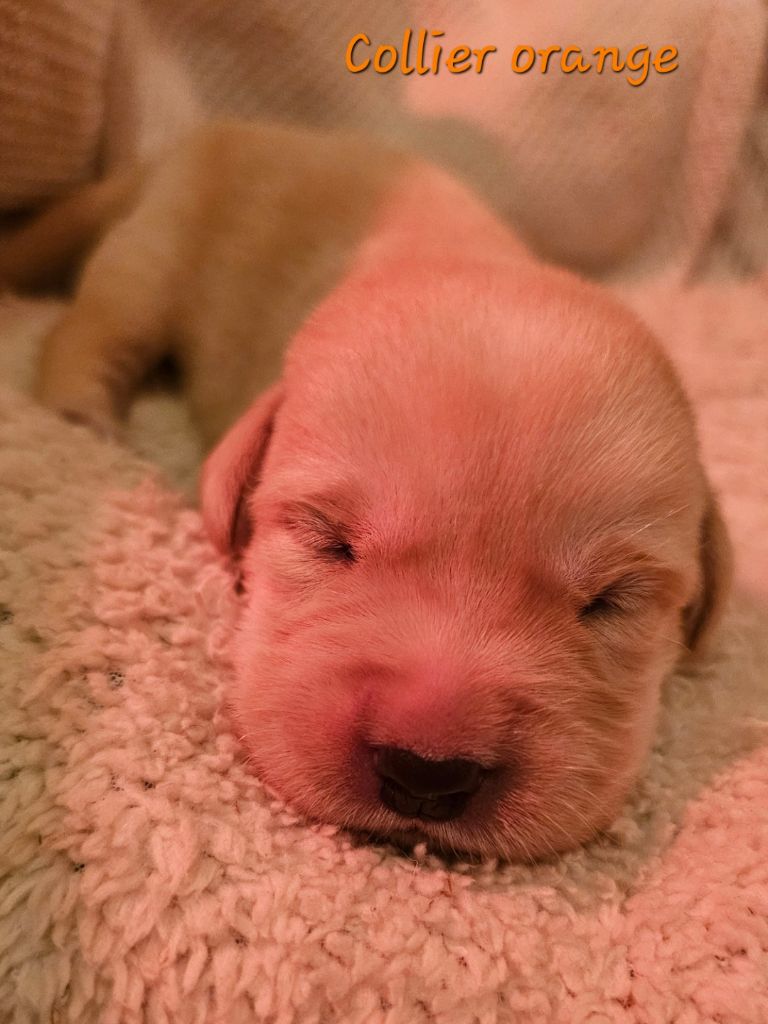 De La Vallée Caelestis - Chiots disponibles - Labrador Retriever