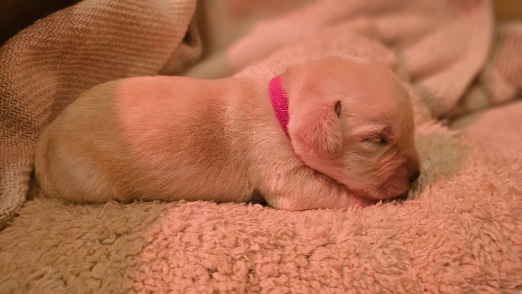 De La Vallée Caelestis - Chiots disponibles - Labrador Retriever